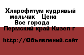 Хларофитум кудрявый мальчик › Цена ­ 30 - Все города  »    . Пермский край,Кизел г.